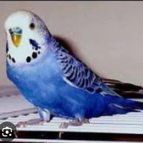Fifo